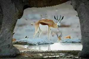 Antilopini: Springboks (Antidorcas marsupialis) drinking at