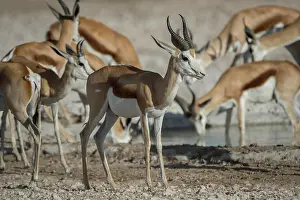 Antilopini: Springboks (Antidorcas marsupialis), male and female