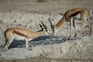 Antilopini: Springboks (Antidorcas marsupialis), two males at