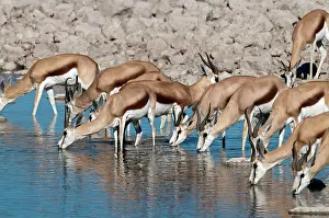 Marsupialis: Springbuck - group drinking at water hole