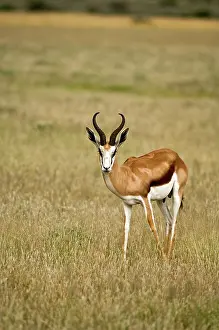 Gazelles: Springbuck / Springbok - In short grass