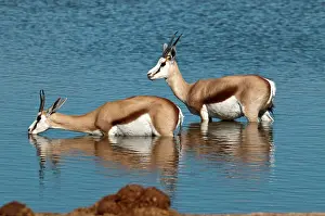 Marsupialis: Springbuck - two standing in deep water - one drinking