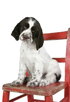 Approx: Springer Spaniel (approx 10 weeks old) sitting on chair