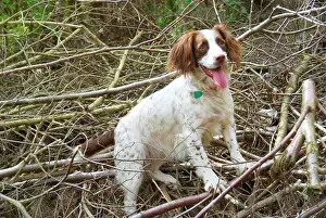 Brushwood: Springer Spaniel Dog - amongst brushwood