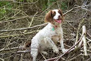 Brushwood: Springer Spaniel Dog - amongst brushwood