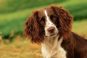 Worried: SPRINGER SPANIEL DOG - Close-up head