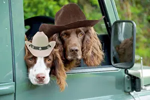 250619: Springer Spaniel Dog and Field Spaniel looking