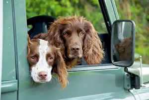 Ardea London: Springer Spaniel Dog - & Field Spaniel looking