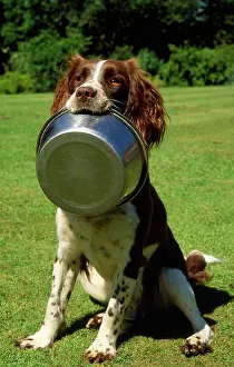 James Marchington: SPRINGER SPANIEL DOG - With food bowl