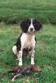 Waiting: SPRINGER SPANIEL DOG - with grouse