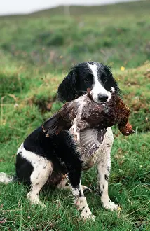 Waiting: SPRINGER SPANIEL DOG - with grouse in mouth