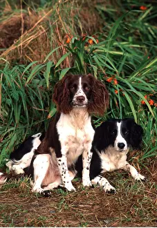 Springer: SPRINGER SPANIEL DOGS - x two, sitting