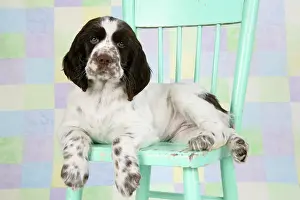 Approx: Springer Spaniel - puppy (approx 10 weeks old)
