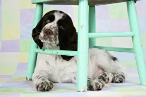 Approx: Springer Spaniel - puppy (approx 10 weeks old)