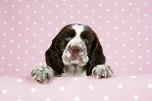 Approx: Springer Spaniel - puppy (approx 10 weeks old)