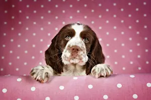 Approx: Springer Spaniel - puppy (approx 10 weeks old)