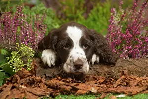 111019: Springer Spaniel puppy outdoors in Autumn