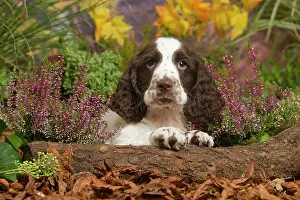 111019: Springer Spaniel puppy outdoors in Autumn