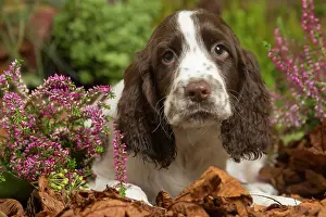 111019: Springer Spaniel puppy outdoors in Autumn