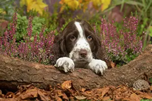 111019: Springer Spaniel puppy outdoors in Autumn
