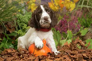 111019: Springer Spaniel puppy outdoors in Autumn