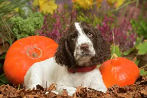 111019: Springer Spaniel puppy outdoors in Autumn