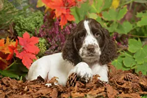111019: Springer Spaniel puppy outdoors in Autumn