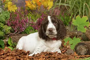 Springer: Springer Spaniel puppy outdoors in Autumn
