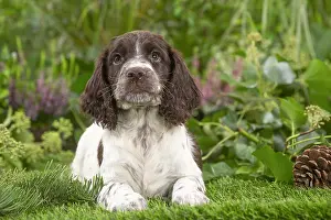 Springer: Springer Spaniel puppy outdoors in the garden
