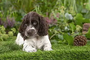 Springer: Springer Spaniel puppy outdoors in the garden