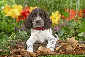 Springer: Springer Spaniel puppy outdoors in the garden