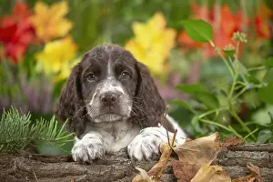 Springer: Springer Spaniel puppy outdoors in the garden