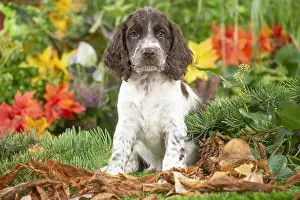 Springer: Springer Spaniel puppy outdoors in the garden