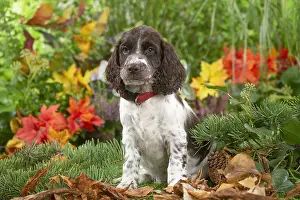 Springer: Springer Spaniel puppy outdoors in the garden