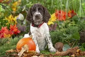 Springer: Springer Spaniel puppy outdoors in the garden