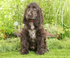 Springer: Springer Spaniel puppy outdoors in the garden