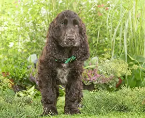 Springer: Springer Spaniel puppy outdoors in the garden