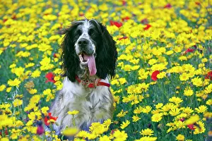 Marigolds: Springer Spaniel running - Corn Marigolds