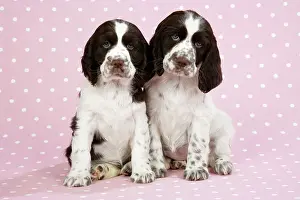 Approx: Springer Spaniels - puppies (approx 10 weeks old) sitting