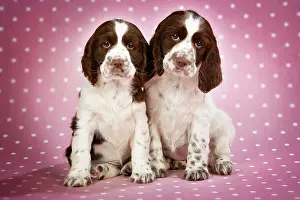 Approx: Springer Spaniels - puppies (approx 10 weeks old) sitting
