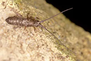 Springtail: Springtail