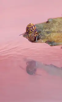 Collembola: Springtail