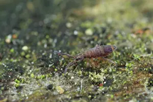 Collembola: Springtail