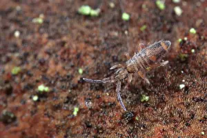 Collembola: Springtail