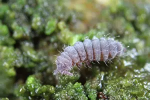 Denticulata: Springtail