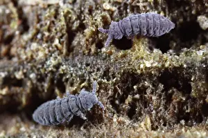 Maritima: Springtail
