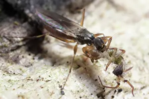 Flavescens: Springtail