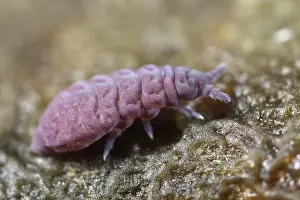 Collembola: Springtail