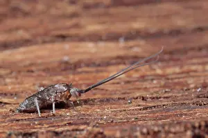 Collembola: Springtail