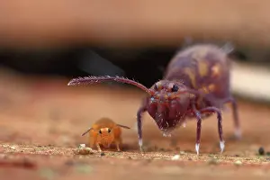 Fusca: Springtail